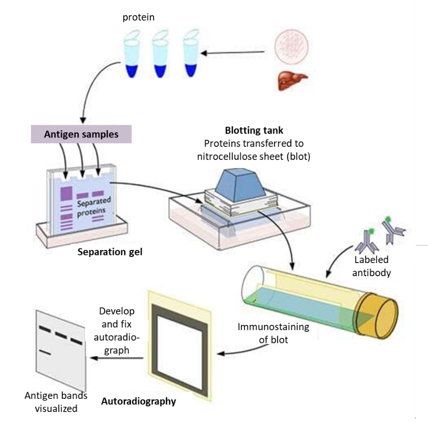 Western Blot Service