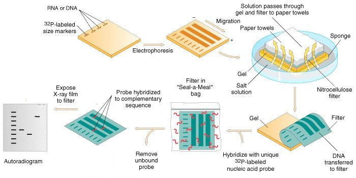 	Southern blot Service (non-radioactive labeled)