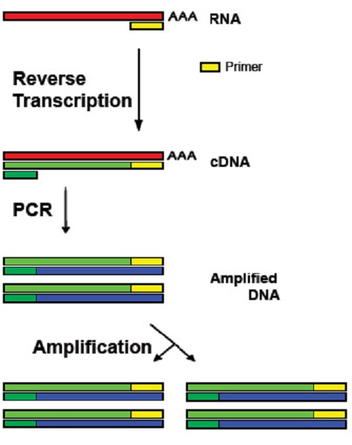 Reverse transcription polymerase chain reaction (RT-PCR)