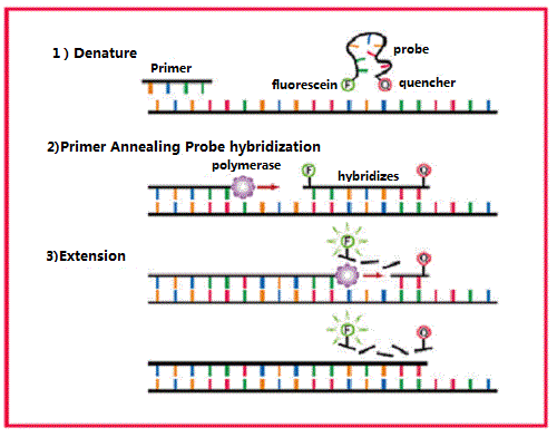 Quantitative Real-Time PCR