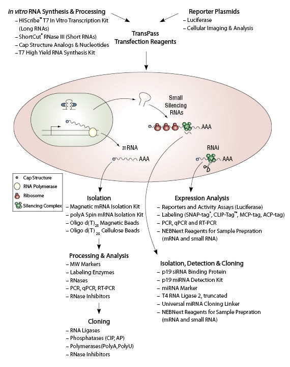 RNA/LncRNA/siRNA Synthesis and Purification