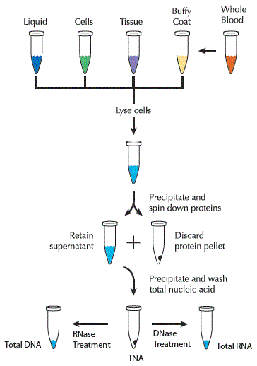 DNA Isolation