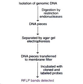 RFLP analysis procedure