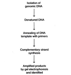 RAPD analysis procedure