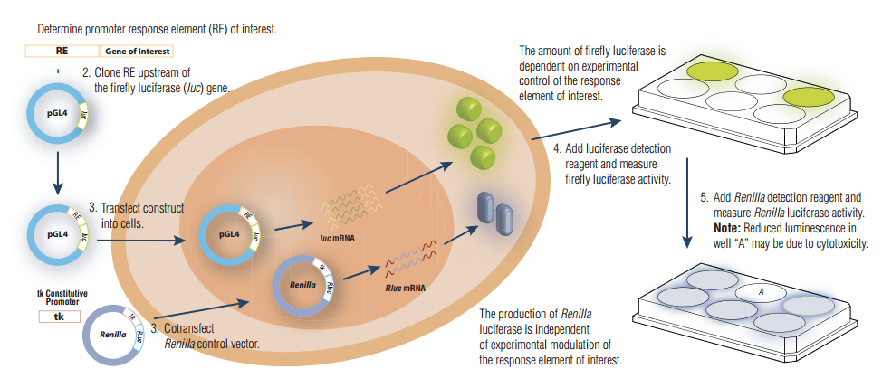 Luciferase Reporter Assay