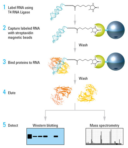RNA pull down Assay