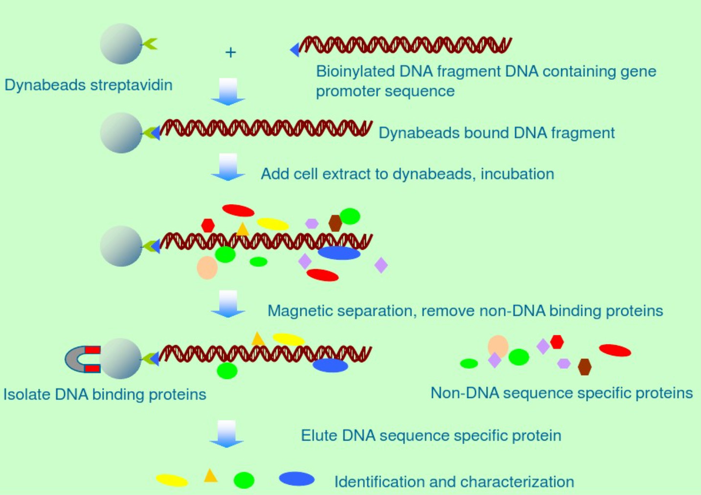 DNA pull down Assay