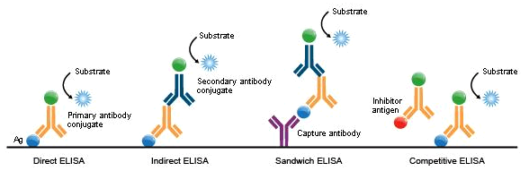 Different types of ELISA