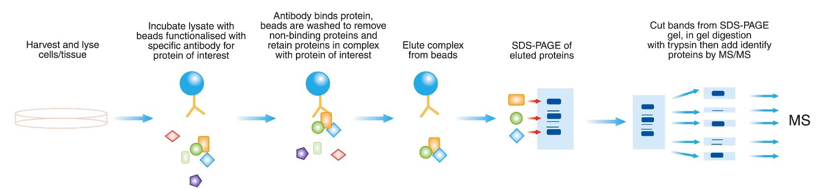 Co-Immunoprecipitation Assay