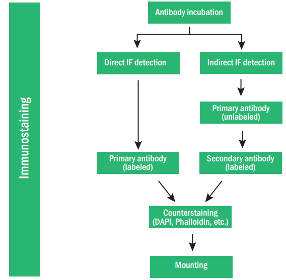 Immunocytochemistry 