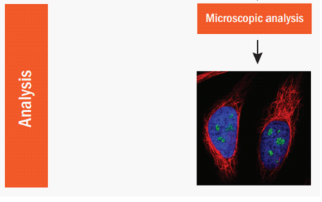 Immunocytochemistry 