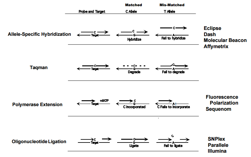 SNP Genotyping Analysis