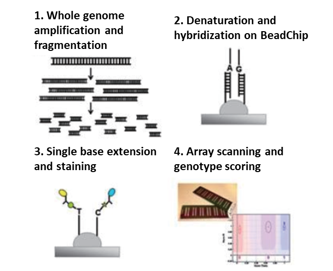 SNP genotyping procedures