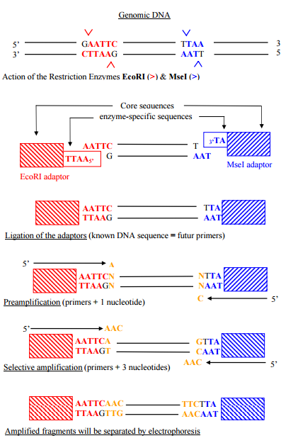 AFLP Genotyping Analysis