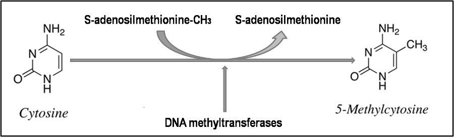 DNA Methylation Analysis