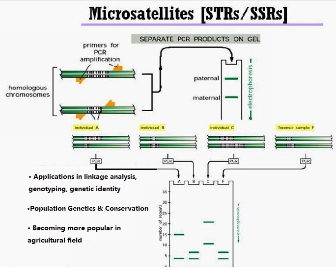 Microsatellite Analysis