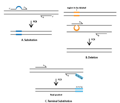 Site-directed Mutagenesis Service