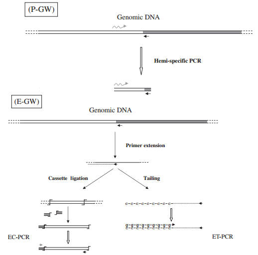 Genome Walking
