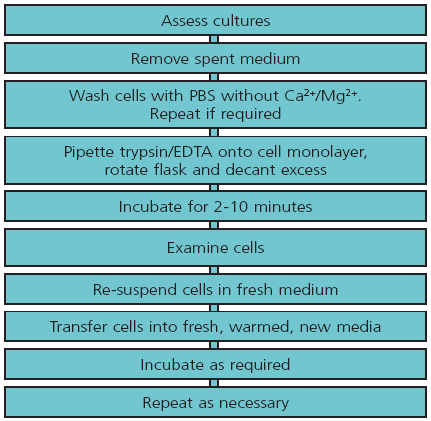 Cell Subculture Service