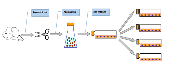 Primary Cell Isolation Service