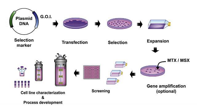 Cell Line Construction Service