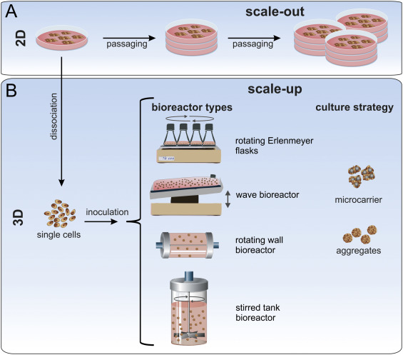 Cell cultivation scale-up process