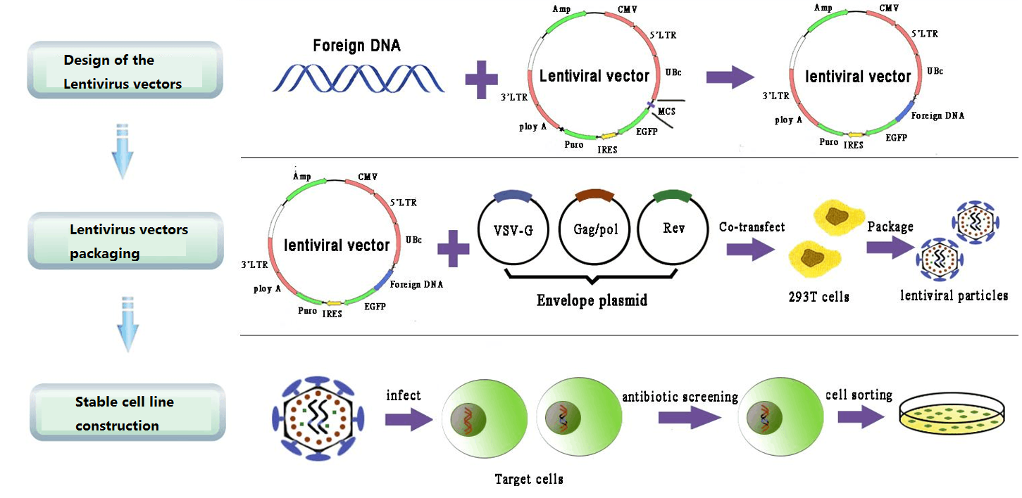 Stable Cell Line Construction Service Using Lentivirus