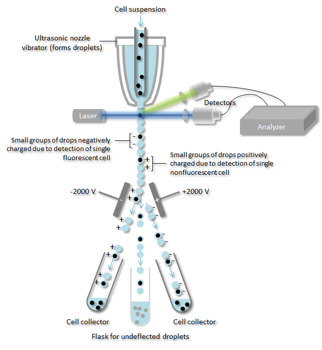 Fluorescence-activated cell sorting (FACS) service