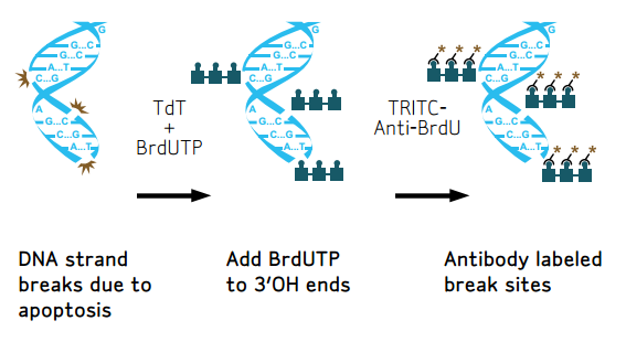 Flow cytometry-based Apoptosis Assay