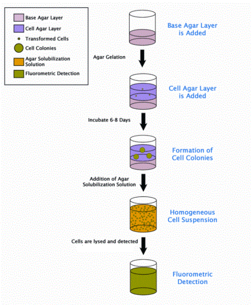 Soft Agar Assay