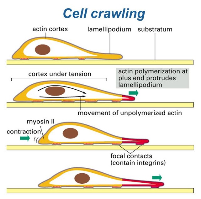 Cell crawling
