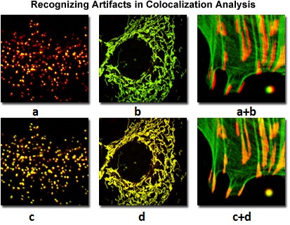 co-localization Analysis