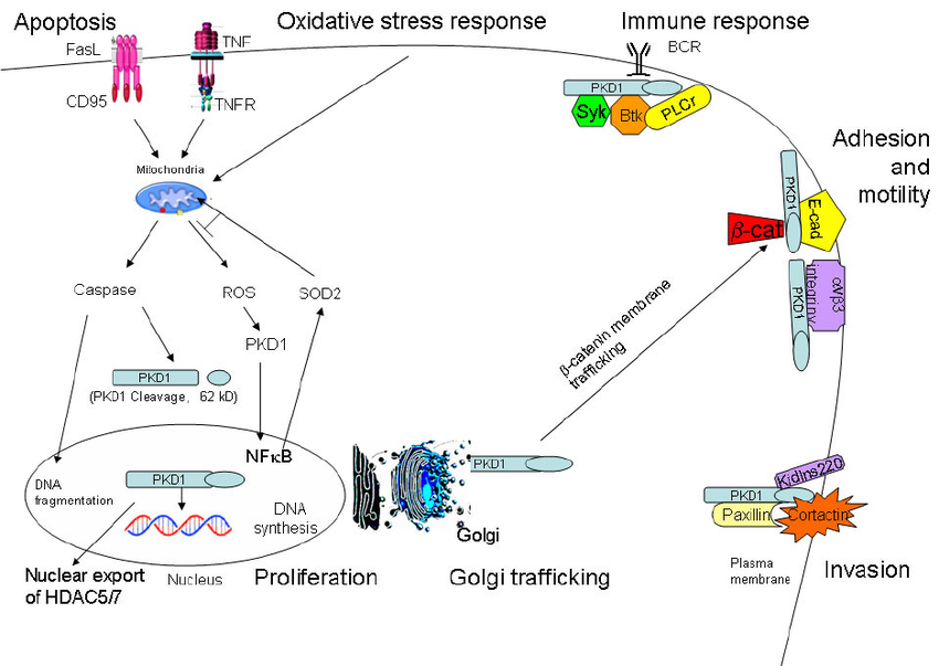 Cell Functional Analysis