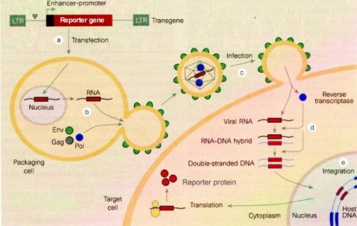 Construction And Packaging of Lentiviral Vectors 