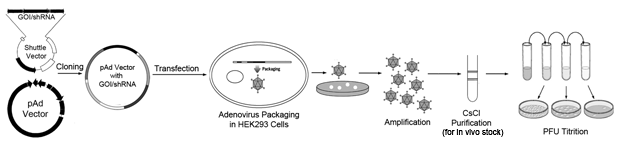 Construction And Packaging of Adenovirus Vectors