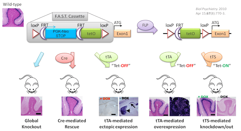 Tetracycline Induced Gene knockout/knockin