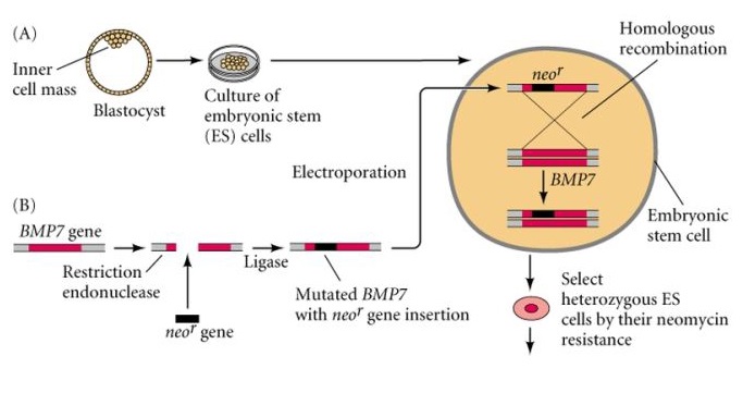New Generation Embryonic Stem Cells Gene Targeting