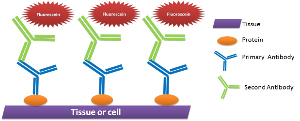 Indirect Immunofluorescence Assay