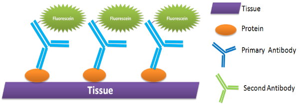 Direct Immunofluorescence Assay