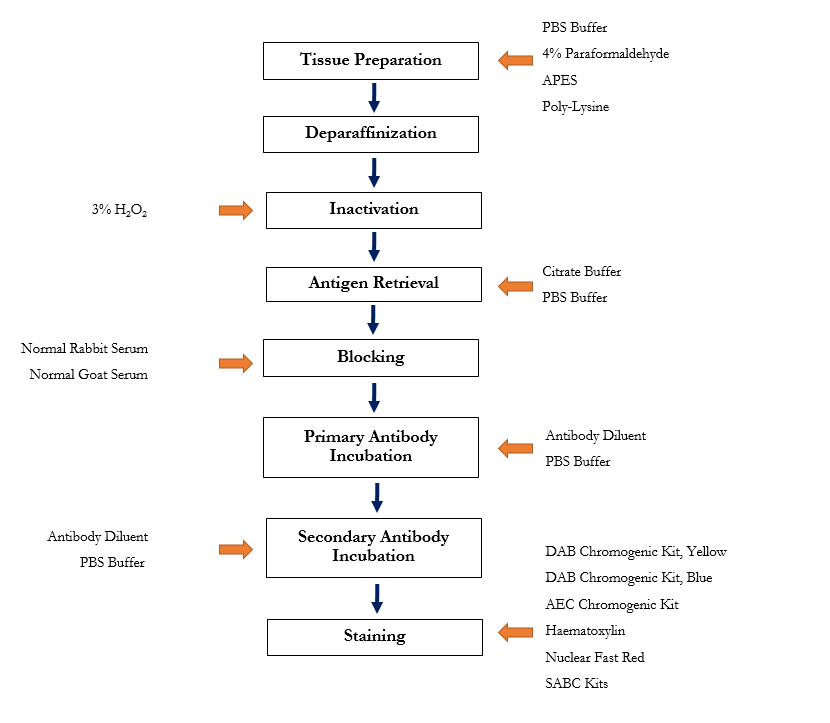 Paraffin Embedded Tissue Processing