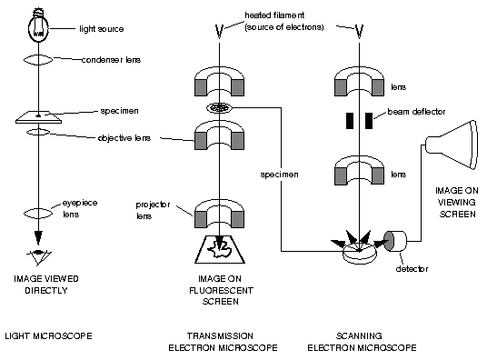  Scanning Transmission Electron Microscopy