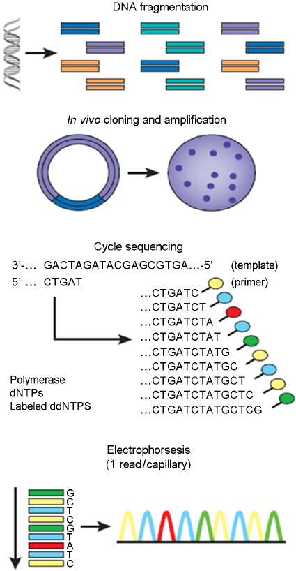 Sanger Sequencing Sanger Sequencing