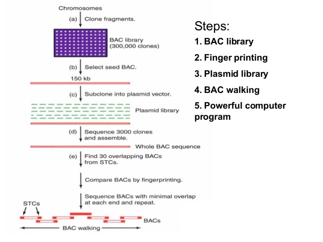 BAC Library BAC Library