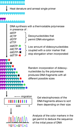 PCR-seq