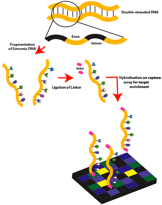 Whole Exome Sequencing