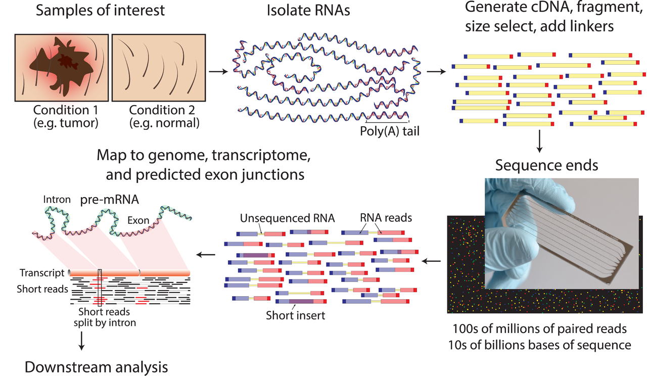 Whole Transcriptome Shotgun Sequencing 