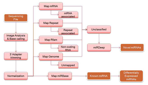 smallRNA/microRNA Sequencing