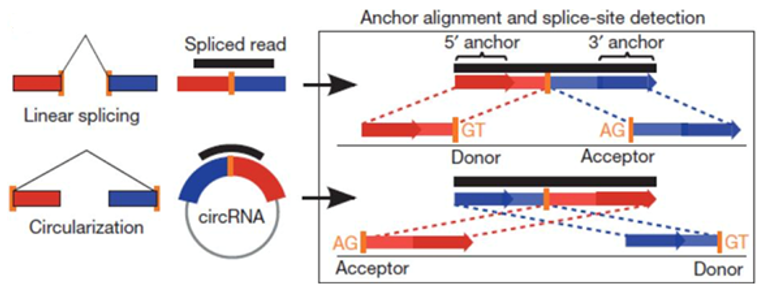  circRNA sequencing