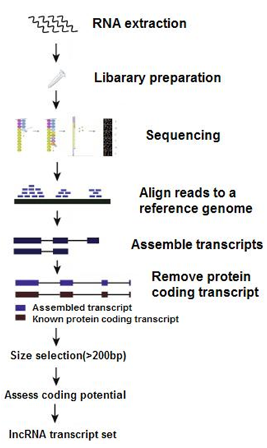 LncRNA Sequencing LncRNA Sequencing