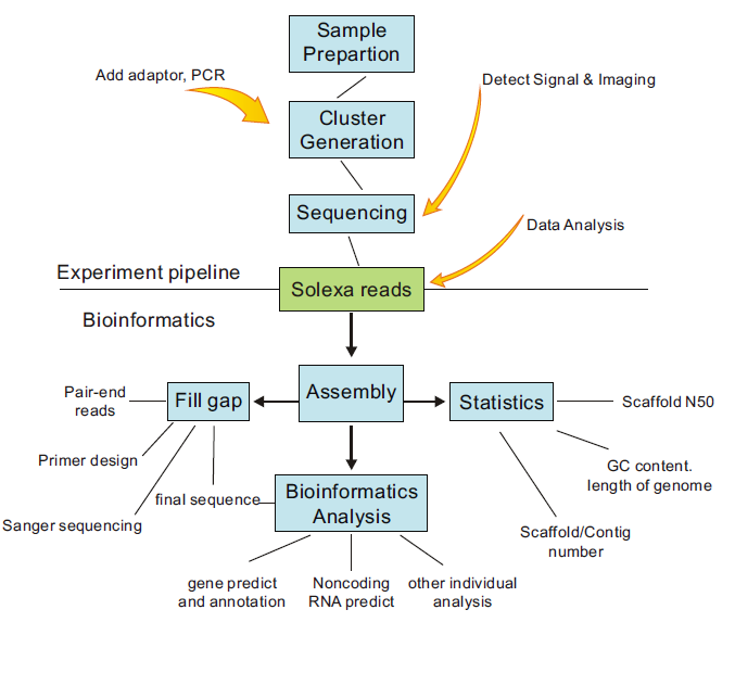 Bacterial Genome Sequencing Bacterial Genome Sequencing